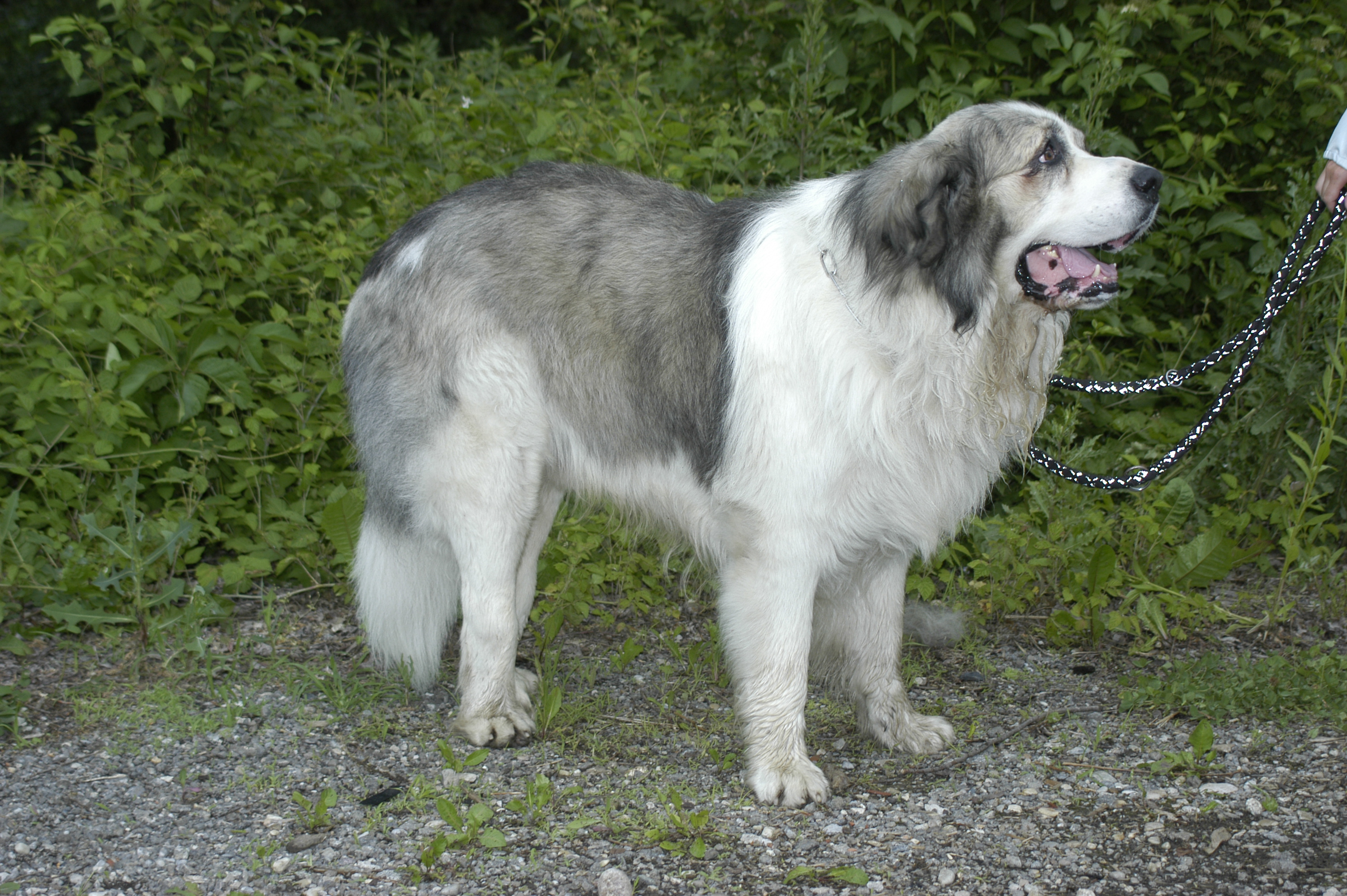 White store pyrenean mastiff